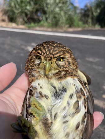 ▲。（圖／新北市政府動物保護防疫處提供）