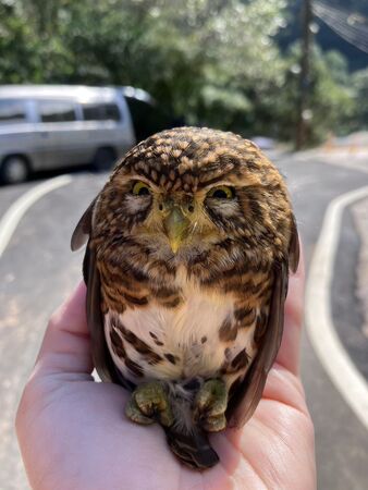 ▲。（圖／新北市政府動物保護防疫處提供）