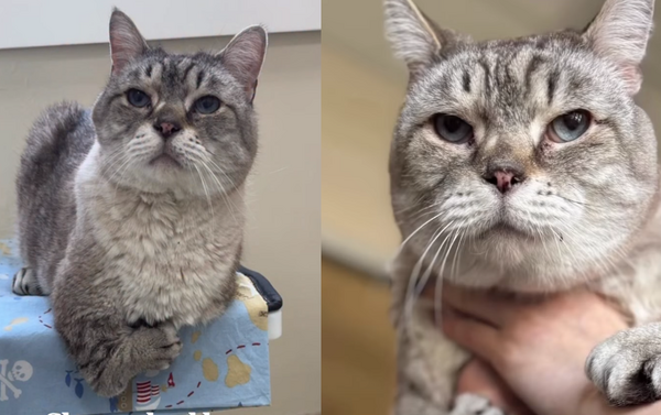 前肢先天90度彎曲！收容所超萌「暴龍貓」被嫌棄　志工PO網幫找家。（圖／翻攝自Instagram／mspca.angell）