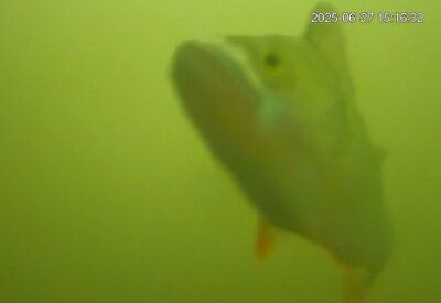 水閘擋住迴游路　荷蘭邀網友「幫魚按門鈴」完成遷徙大事