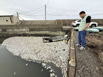 密集噁臭畫面曝！王功漁港魚群集體死亡　遊客頭皮發麻掩鼻快閃