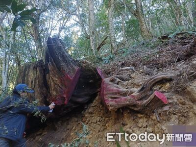 無良山老鼠夜盜拒捕撞傷警！3800kg扁柏現形  檢聲押3賊獲准