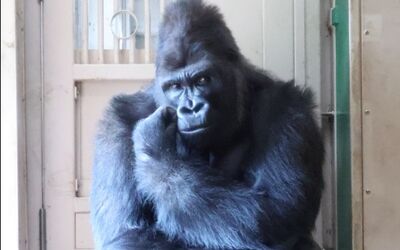 猩猩界的木村拓哉！　帥到迷暈1800萬人