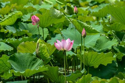 杭州西湖將連續一週撒7噸「漂白粉」　欲淨化荷花生長區水質