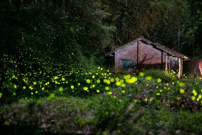 日月潭賞螢一路到5月底！8大賞螢點曝光　福容1泊2食3600元起