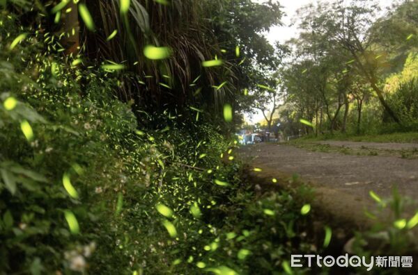 ▲雲林螢火蟲季登場，山林夜間螢光點點，展現生態復育成果。（圖／記者游瓊華翻攝）