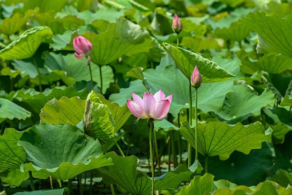 ▲杭州西湖。（圖／CFP）
