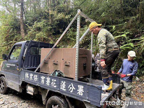 ▲▼工作人員進行黑熊野放前整備作業，確保作業安全與順利。(圖／花蓮分署提供，下同)