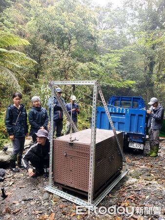 ▲▼工作人員進行黑熊野放前整備作業，確保作業安全與順利。(圖／花蓮分署提供，下同)