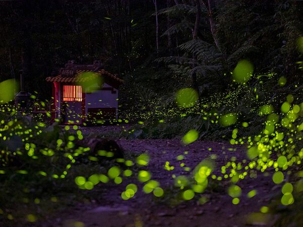 ▲日月潭星光螢火季。（圖／翻攝自日月潭國家風景區管理處網站）