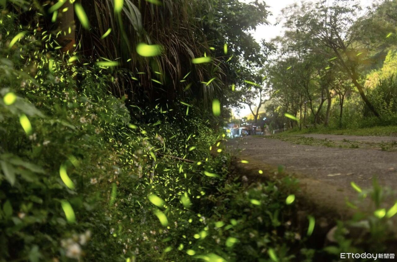 雲林螢火蟲季登場!16條賞螢路線點亮山林微光