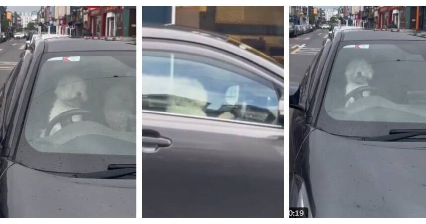 狗狗也會路怒？跳上駕駛座狂按喇叭　網笑：還好不會開車