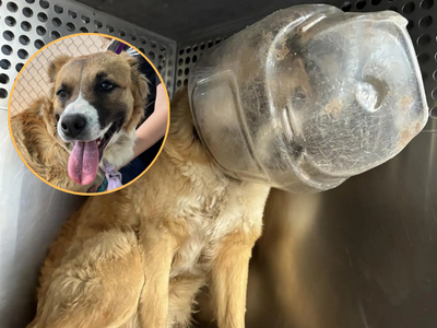 美國浪犬頭卡塑膠罐狂奔　脫困瞬間撲進獸醫師懷裡撒嬌