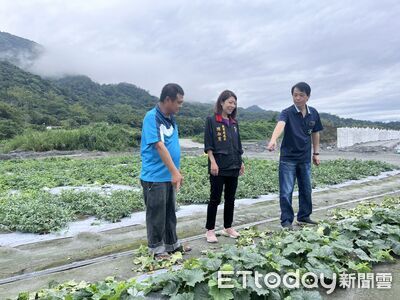 花蓮大西瓜將上市!1200度熟成風味沙脆甜 5月起全台接力行銷