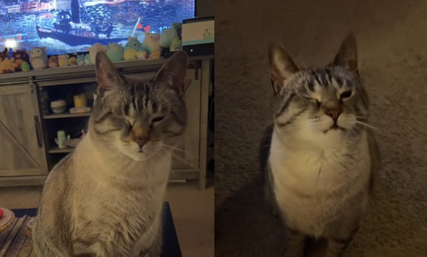 主人拿爆米花就「瞇眼受傷」　虎斑貓超萌討食爆紅：給我吃一口。（圖／翻攝自TikTok／rosiee_mj）