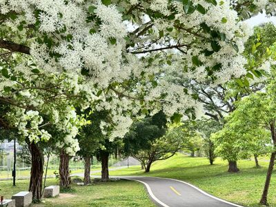 新店也能賞「四月雪」！陽光運動公園流蘇近滿開　騎車順遊碧潭
