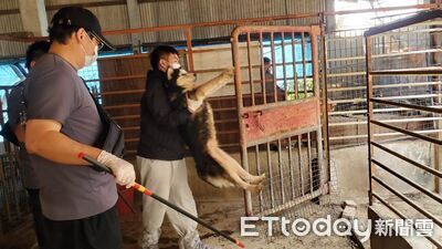 嘉義查獲黑心繁殖狗場！小狗只能發出氣音　檢查驚見「聲帶被割了」