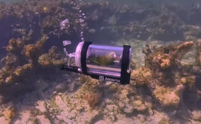 這不是AI！男為寵物鸚鵡打造「迷你潛艇」　闖海底世界400萬看傻