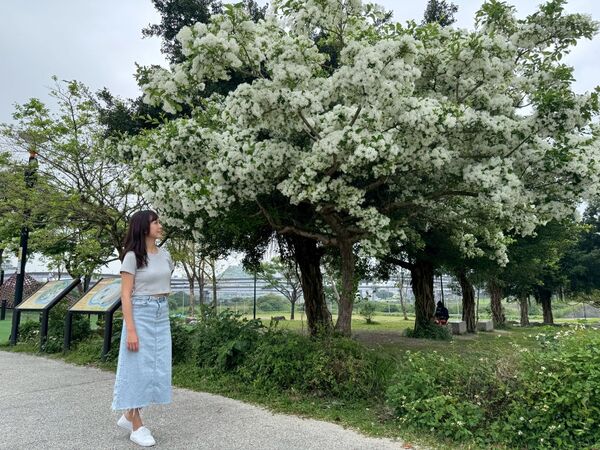 ▲新店陽光運動公園「流蘇王」霸氣盛開。（圖／新北市高灘處提供）