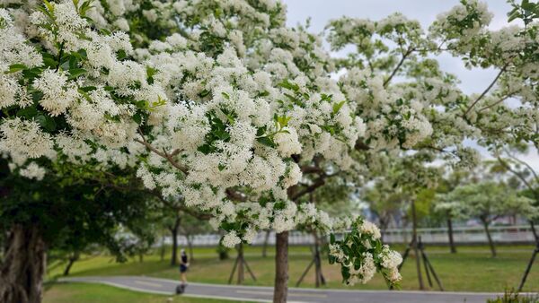 ▲新店陽光運動公園「流蘇王」霸氣盛開。（圖／新北市高灘處提供）