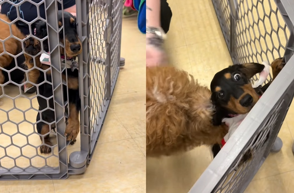 社恐臘腸犬上課「全程躲角落」超崩潰　頭卡圍欄求救：讓我回家。（圖／翻攝自Instagram／weeniexmom）