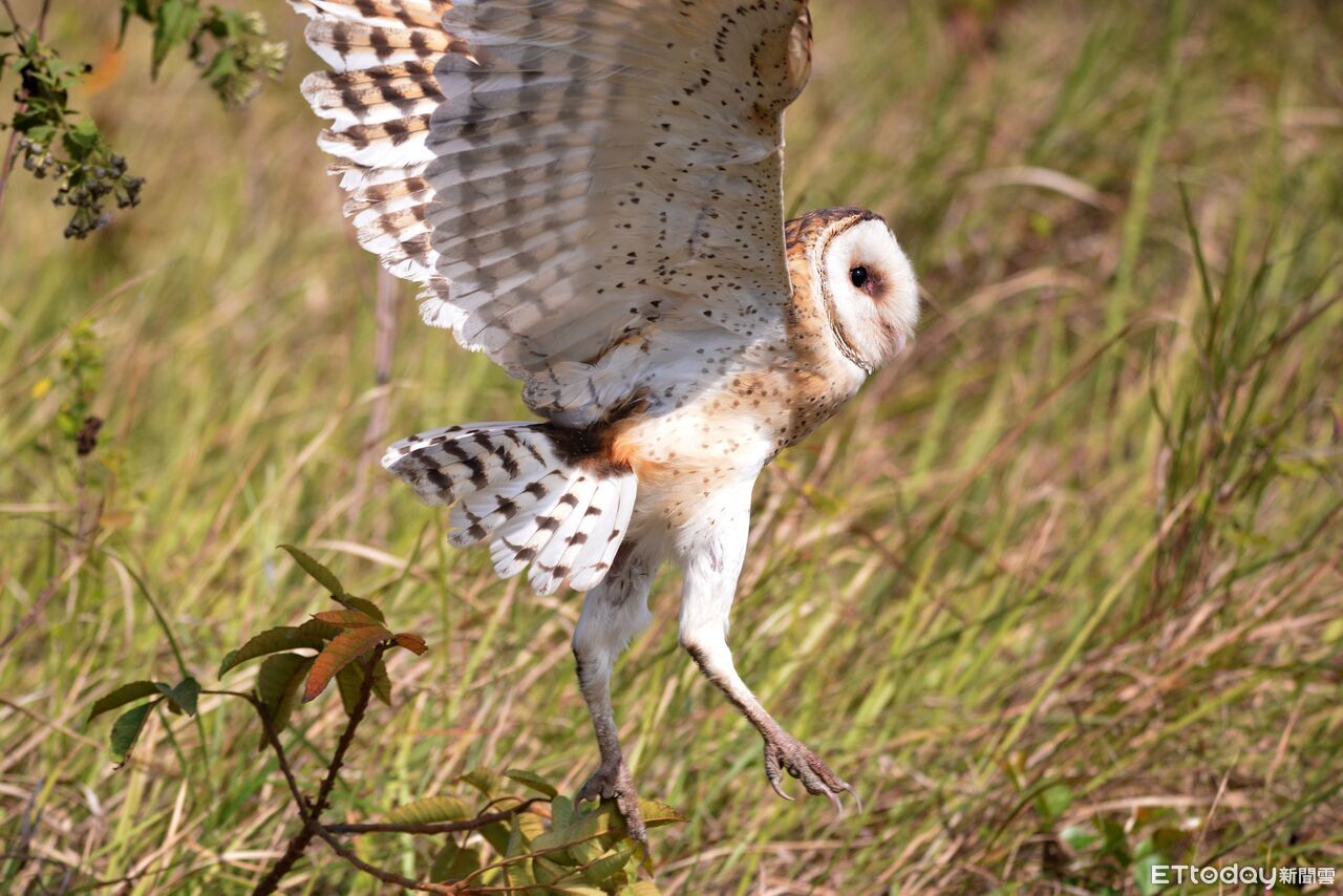 草鴞現聲台南大內! 國有林首創草生地營造奏效