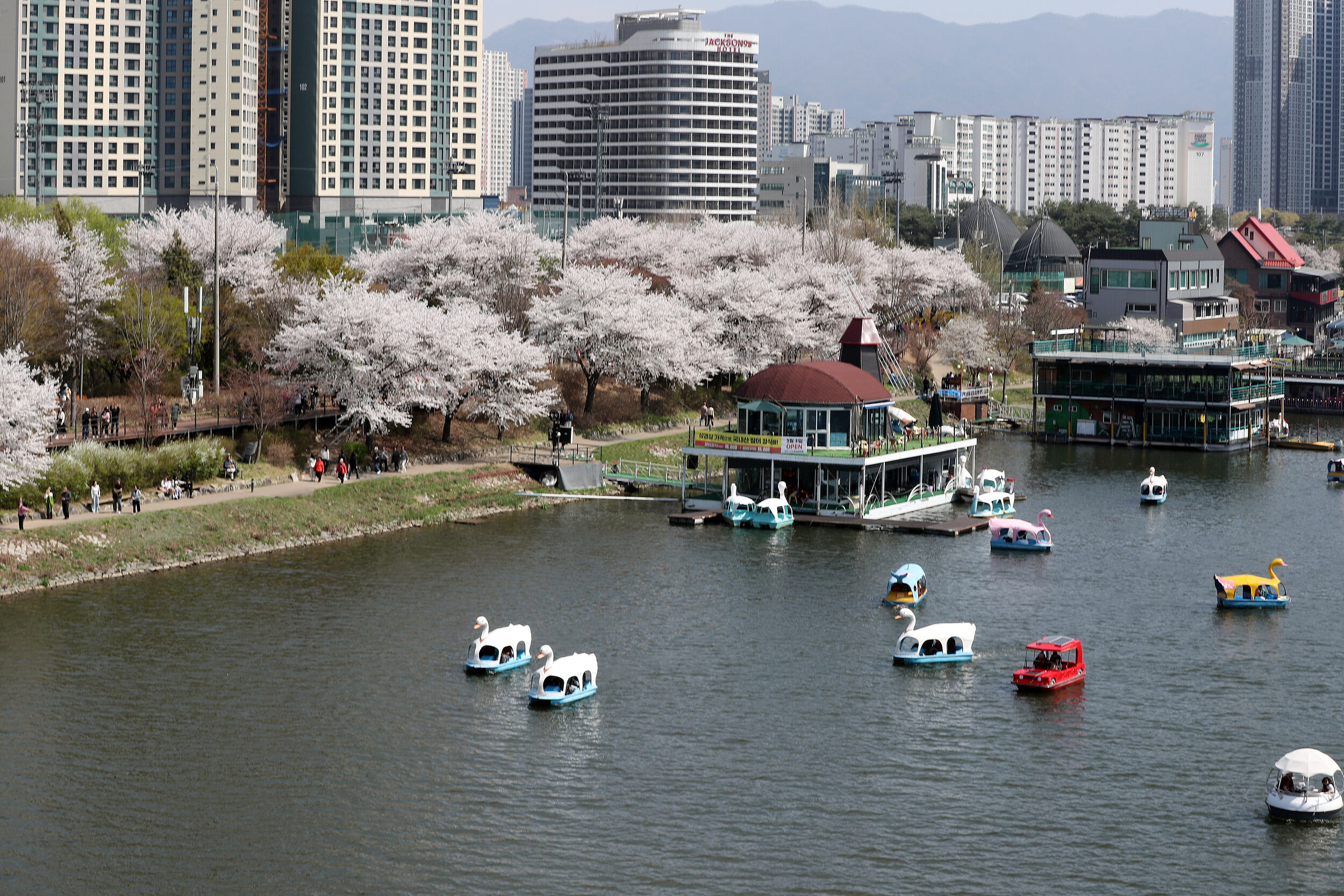 ▲▼南韓江原道春川市櫻花盛開。(圖/VCG)