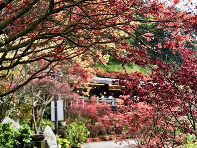 不只海芋！陽明山3處「紅楓」正美