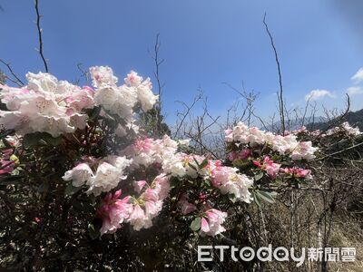 合歡山杜鵑花季來了！綠色山林添紅白色彩　交管措施一次看