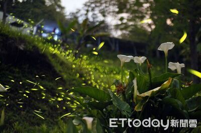 螢火蟲發光不止黃綠色！農業部揭「5光色」　這品種像蟑螂