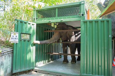 亞洲象「友信、友愷」順利入住非洲區　照養團隊一年前就開始減敏