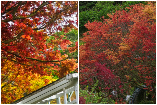 ▲大梯田花卉生態農園。（圖／翻攝自大梯田花卉生態農園）