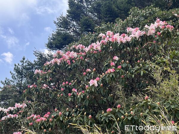 ▲合歡山杜鵑花季起跑。（圖／林業保育署南投分署提供）