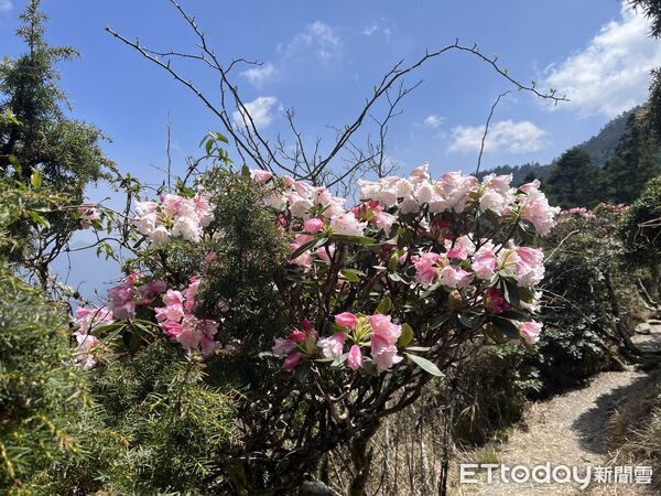 ▲合歡山杜鵑花季起跑。（圖／林業保育署南投分署提供）