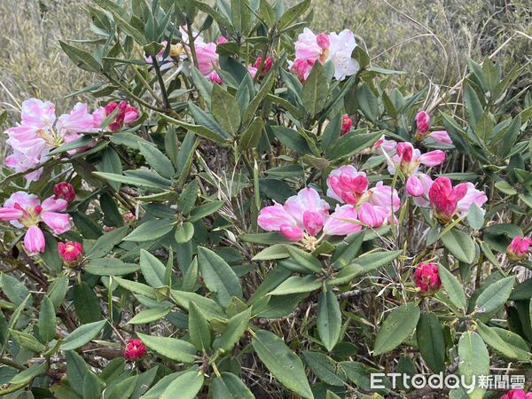 ▲合歡山杜鵑花季起跑。（圖／林業保育署南投分署提供）