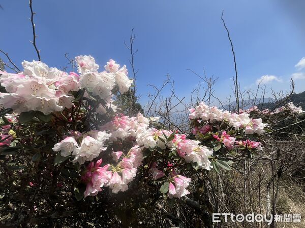 ▲合歡山杜鵑花季起跑。（圖／林業保育署南投分署提供，下同）