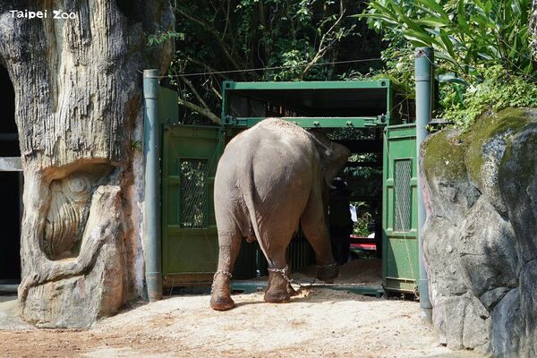 ▲。（圖／臺北市立動物園提供）