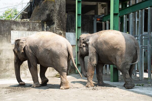 ▲。（圖／臺北市立動物園提供）