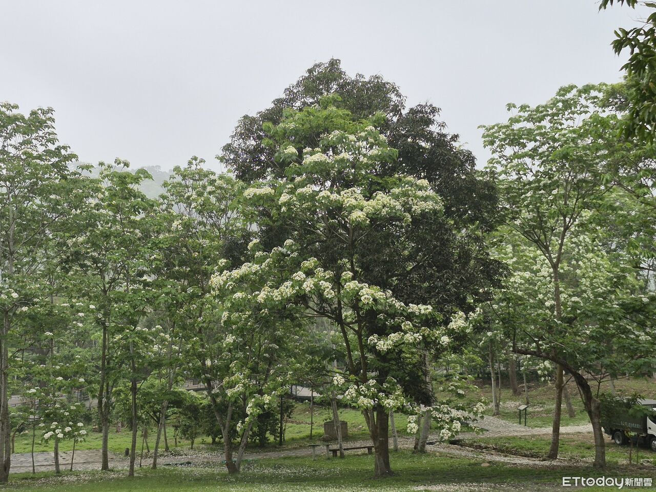 古坑桐花祭登場 白色花海鋪滿荷苞山