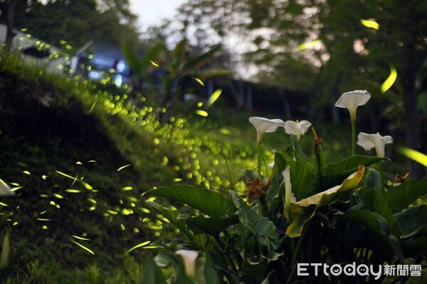 螢火蟲發光不止黃綠色!農業部揭「5光色」 這品種像蟑螂