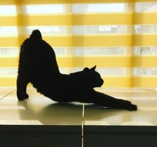 「黃阿瑪後宮」醫療費3個月45萬　Socles當天使飼主憂用藥新制