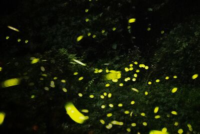 桃園北橫賞螢地圖　月底螢況大爆發