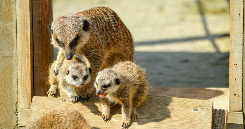 12生肖本週運勢來了!羊旺到沒朋友 狗事業財運雙強