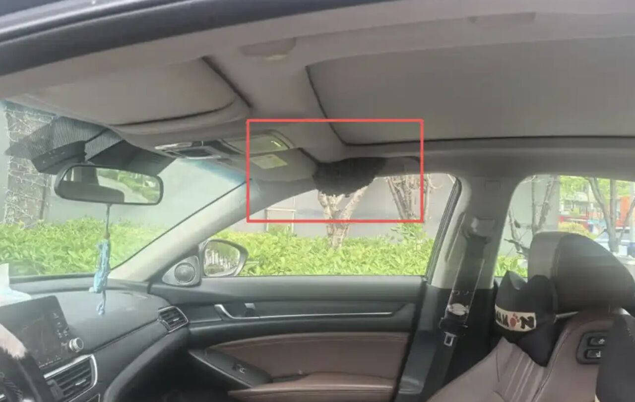 下車15分鐘沒關窗 副駕駛座「長出蜂窩」