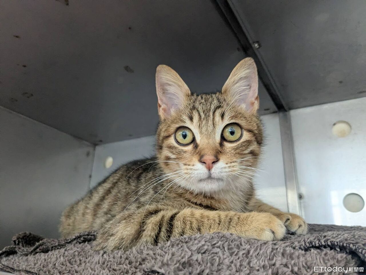 國中生「沖天炮炸貓」喊:新年快樂 重罰5萬+列禁養黑名單