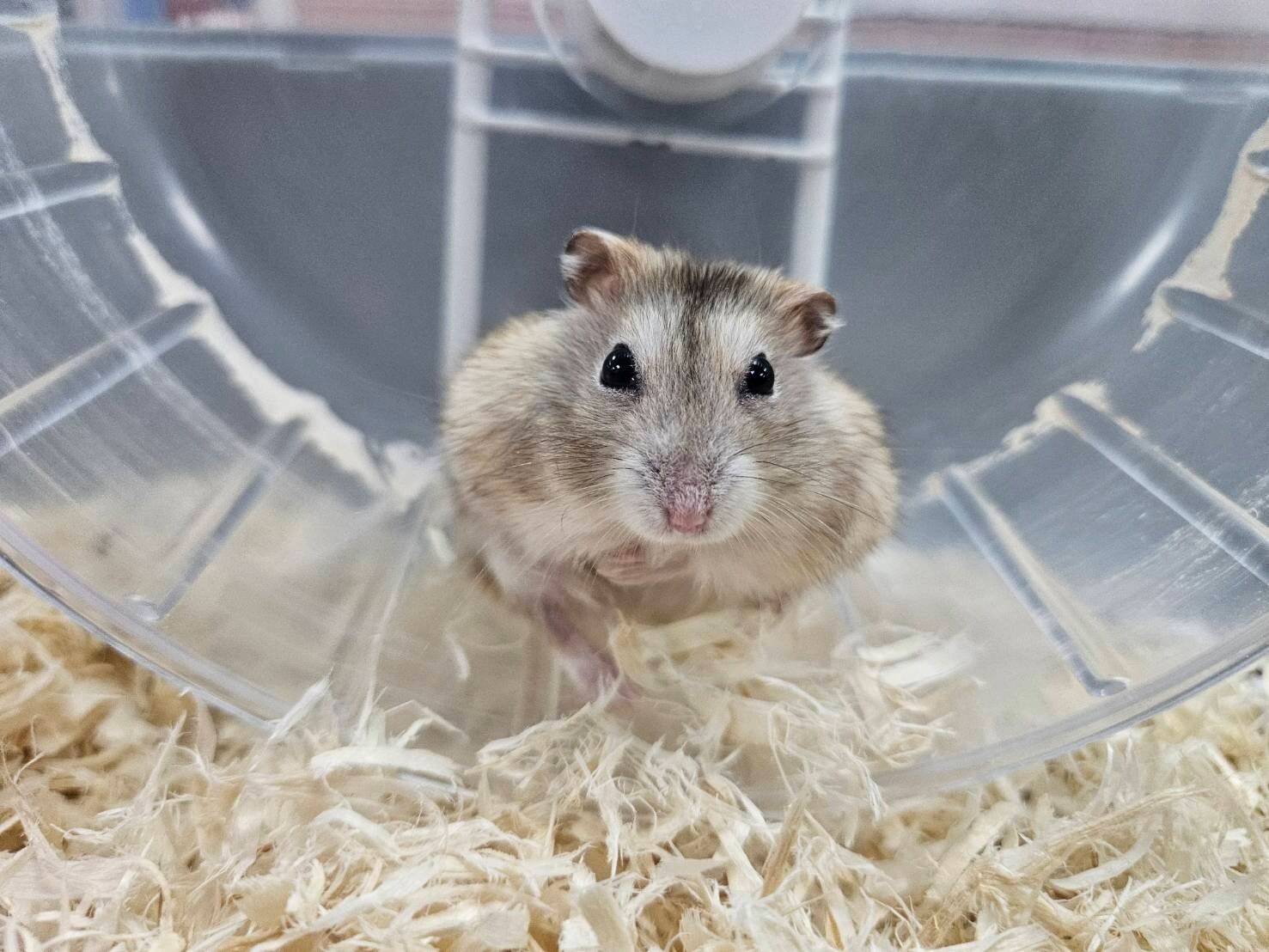 ▲小倉鼠大學問！新北動保揭5大飼養關鍵。（圖／新北市動保處提供）