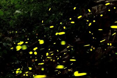 2026北橫賞螢地圖發布　帶你尋訪桃園螢火蟲