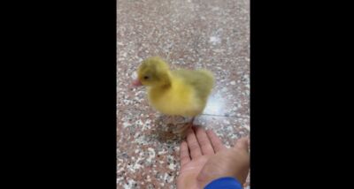 「隊鴨」出沒！悍將二軍黃色小鴨逛大街萌翻　網笑：快幫牠開帳號