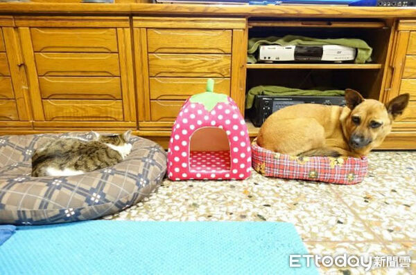 大黃狗塞小紙箱，床被貓搶走。（圖／飼主Stanley提供）