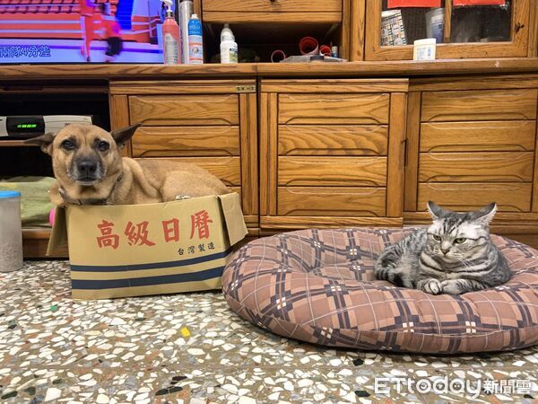 大黃狗塞小紙箱，床被貓搶走。（圖／飼主Stanley提供）